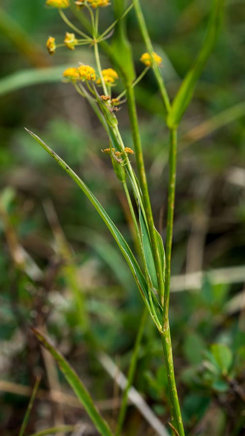 Bupleurum ranunculoides / Buplero ranuncoloide